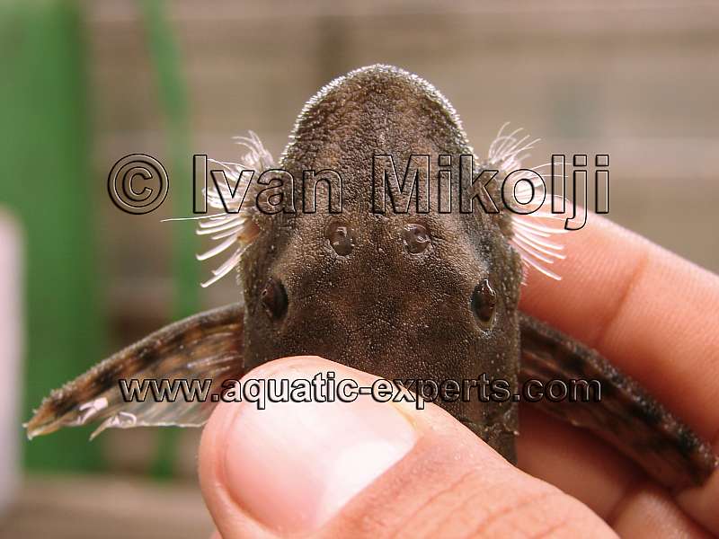 rare plecos